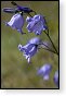bloemen bloem hdr natuur flora roos rozen tulp tulpen orchidee orchideeen zonnebloem geranium cannabis marihuana wiet hennep sativa indica